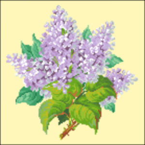 Lilac Spray white
