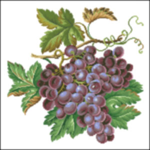 Sajou Grape Cluster