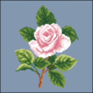 Soft pink rose