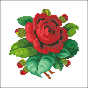 single cabbage Rose – Red