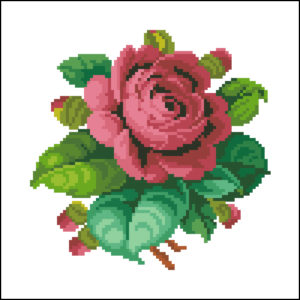 single cabbage Rose – Rose