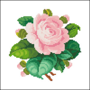single cabbage Rose – pink